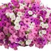 Supertunia Mini Vista Yellow 6 sztuk
